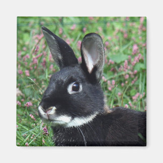 Bunny-Magnet Magnet