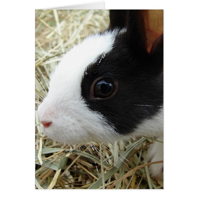 Bunny néerlandais (Devant)