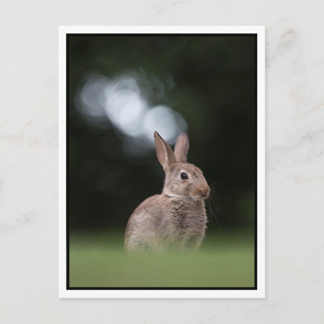 Bunny Postkarte (Vorderseite)