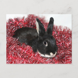 Bunny Rabbit Christmas Feiertagspostkarte