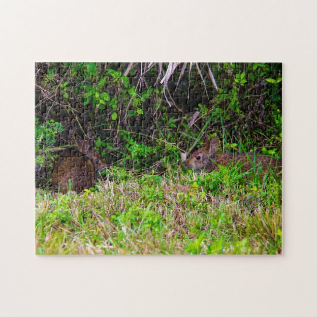 Bunny Rabbit Hare Feuchtgebiete Niedliche Natur Br (Horizontal)