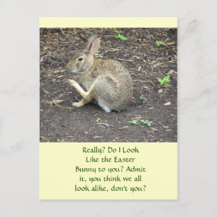BUNNY RABBIT /HUMOROUS POSTCARD FEIERTAGSPOSTKARTE