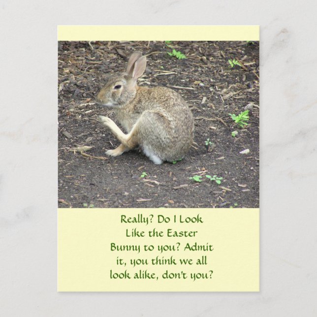 BUNNY RABBIT /HUMOROUS POSTCARD FEIERTAGSPOSTKARTE (Vorderseite)