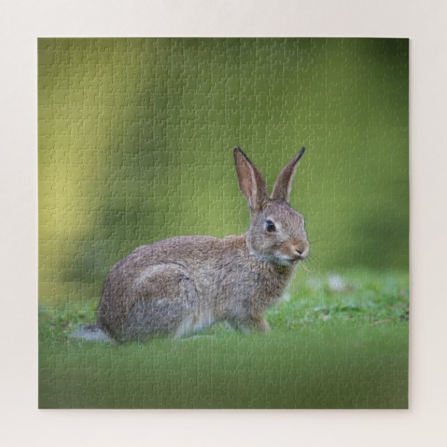Bunny Rabbit Nature Foto (Vertikal)