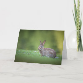 Bunny Rabbit Nature Foto Karte