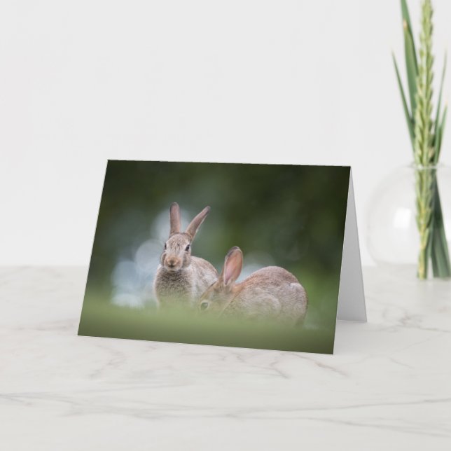 Bunny Rabbit Nature Foto Karte (Vorderseite)