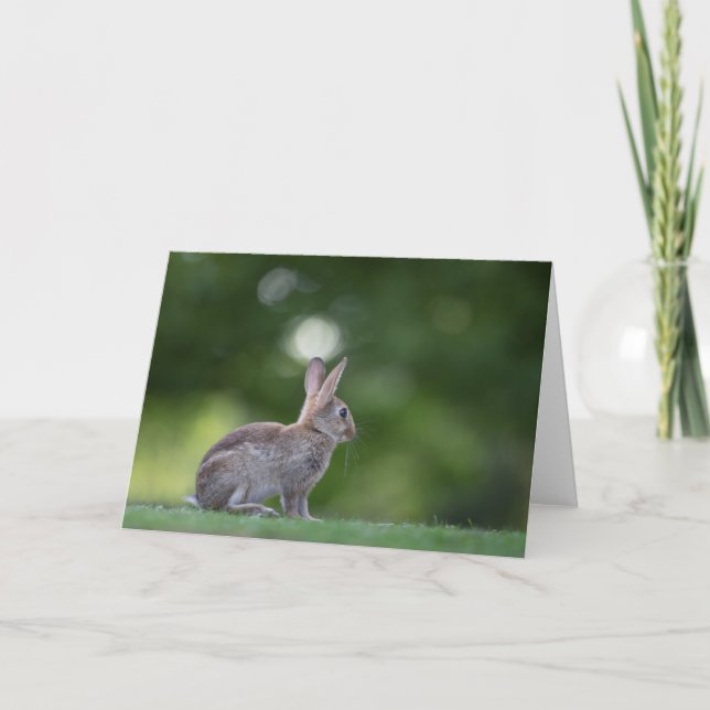 Bunny Rabbit Nature Foto Karte (Vorderseite)
