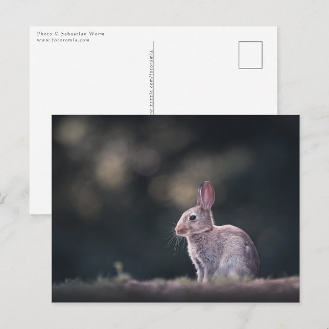Bunny Rabbit Nature Foto Postkarte (Vorne/Hinten)