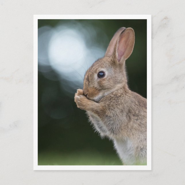 Bunny Rabbit Nature Foto Postkarte (Vorderseite)