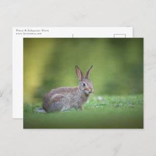 Bunny Rabbit Nature Photo Postkarte