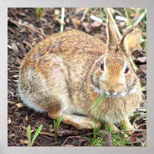 Bunny Rabbit Poster