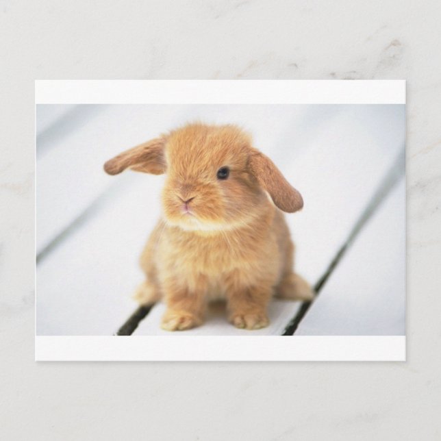 Bunny Rabbit Postkarte (Vorderseite)