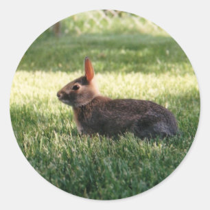 Bunny Rabbit Stickers