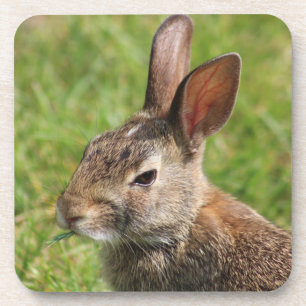 Bunny Rabbit Untersetzer