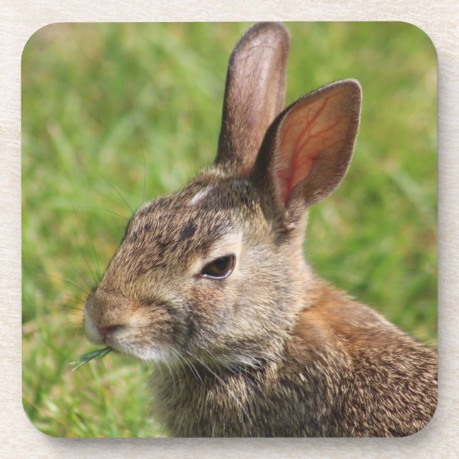 Bunny Rabbit Untersetzer (Vorderseite)