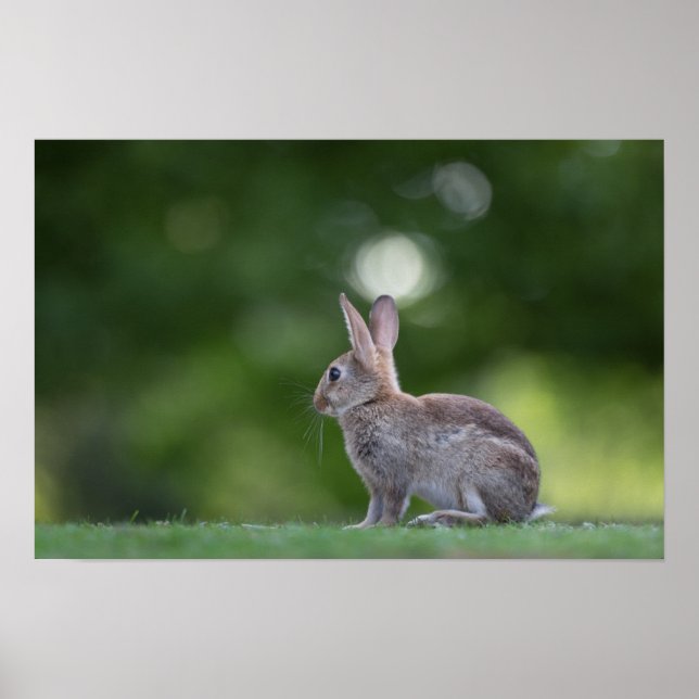 Bunny Rabbit Wildlife Foto Poster (Vorne)