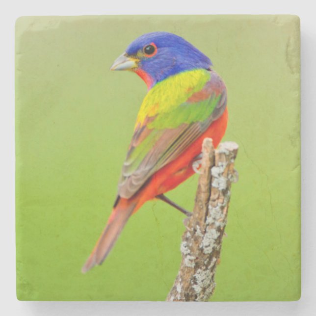 Buntbunt (Passerina ciris) Männchen sitzend Steinuntersetzer (Vorderseite)
