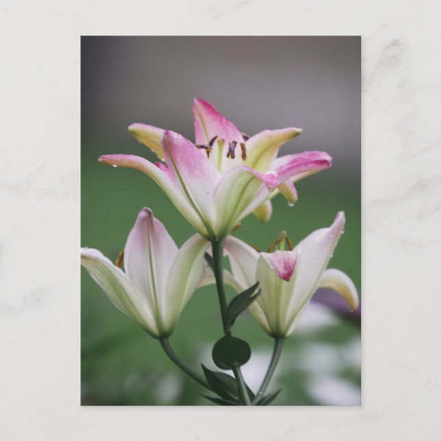 Bunte Amarillis Postkarte (Vorderseite)