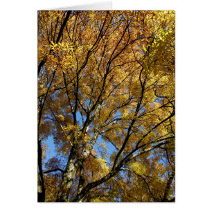 Bunte Bäume im Herbst
