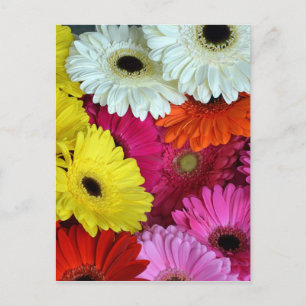 Bunte Blume Postkarte