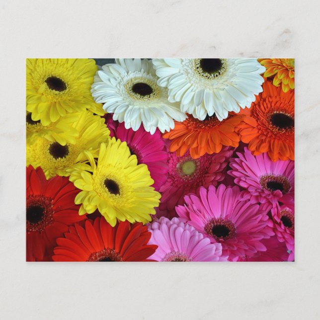 Bunte Blume Postkarte (Vorderseite)