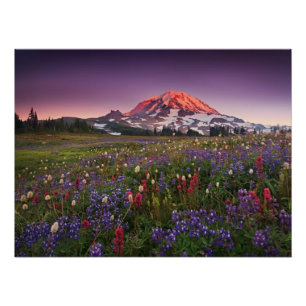 Bunte Blumen im regnerischeren Nationalpark Poster
