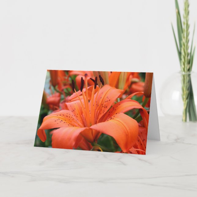 [Bunte Blumen-] Tiger-Lilie - irgendeine Karte (Vorderseite)