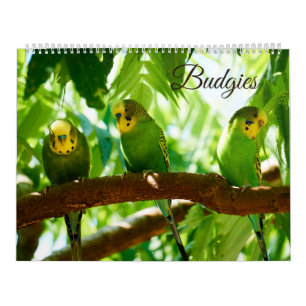 Bunte Budgien Parakeet Bird Lover Kalender