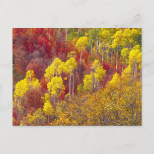 Bunte Espen im Logan Canyon Utah im Jahr 2 Postkarte