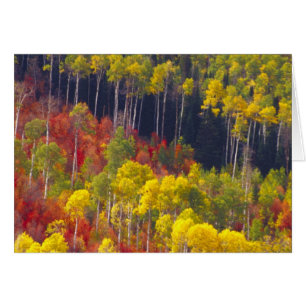 Bunte Espen im Logan Canyon Utah in der