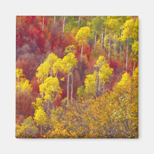 Bunte Espen im Logan Canyon Utah in der 2 Magnet