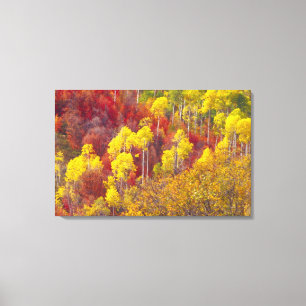 Bunte Espen im Logan Canyon Utah in der Leinwanddruck
