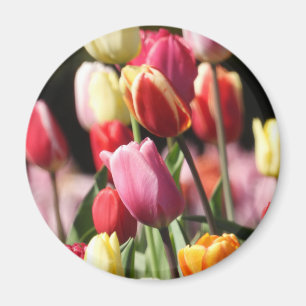 Bunte Frühlings-Tulpen Magnet