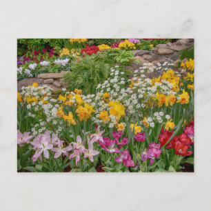 Bunte Frühlingsblumen in voller Blüte Postkarte