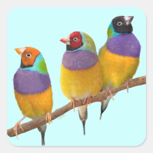 Bunte Gouldian-Finken in Pasteten Quadratischer Aufkleber