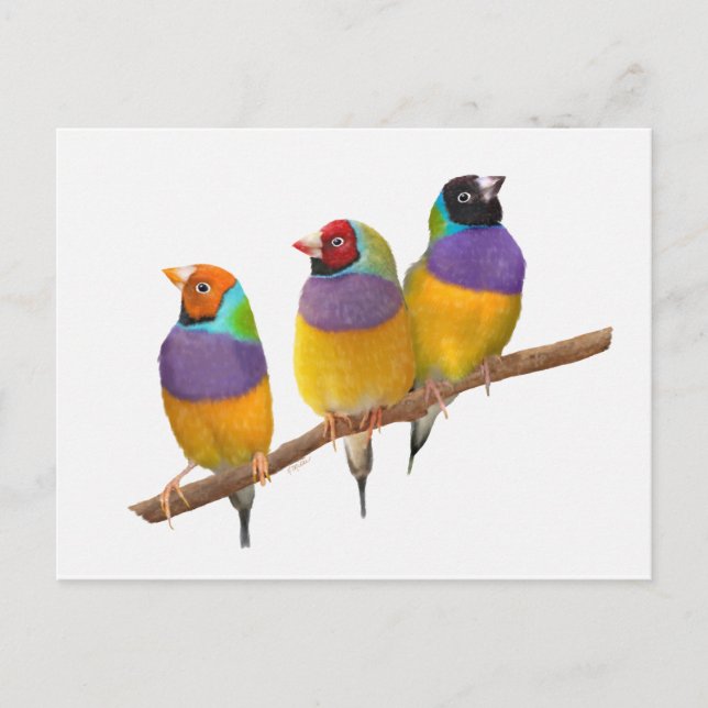 Bunte gouldische Finken in Pastellen Postkarte (Vorderseite)
