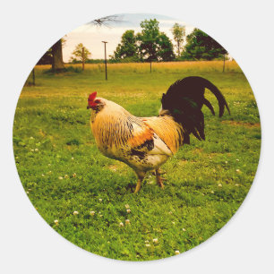 Bunte Hahn-Farm-Lebens-Foto Runder Aufkleber