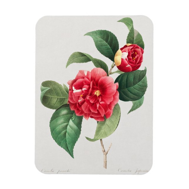 Bunte Kamelie, Pierre-Joseph Redouté, 1833 Magnet (Vertikal)