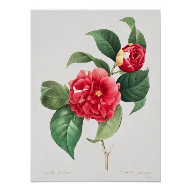 Bunte Kamelie, Pierre-Joseph Redouté, 1833 Poster (Vorderseite)