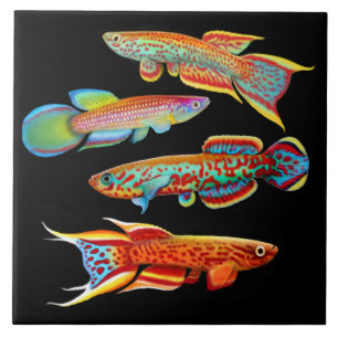 Bunte Killifish-Fliese Fliese
