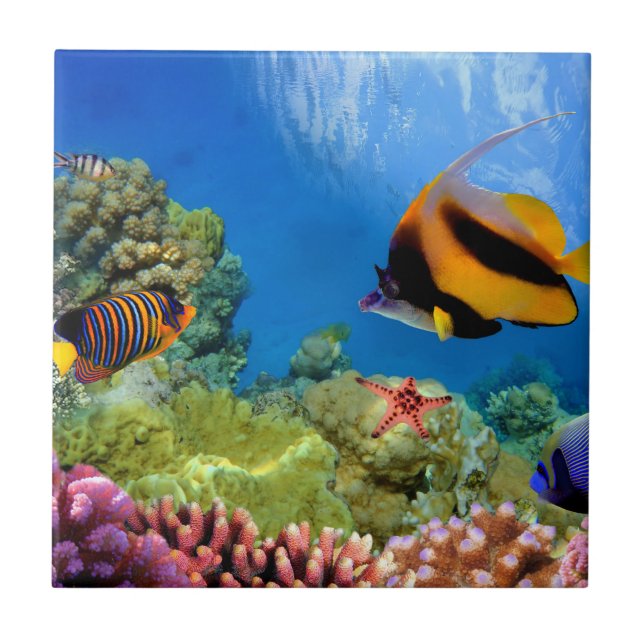 Bunte Koralle u. tropische Fische Fliese (Vorderseite)