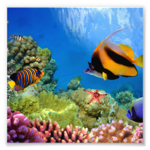Bunte Koralle u. tropische Fische Fotodruck