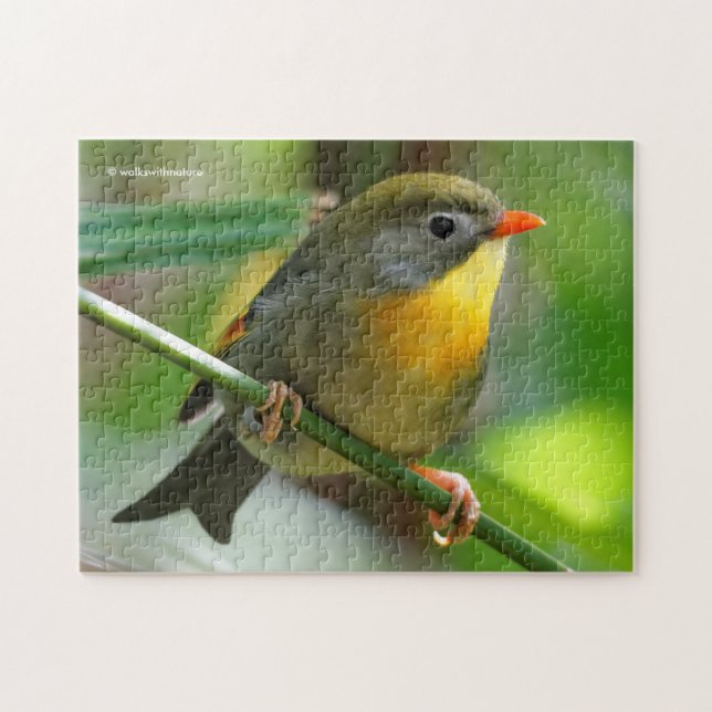 Bunte Leiothrix / Pekin-Robin Singvogel (Horizontal)