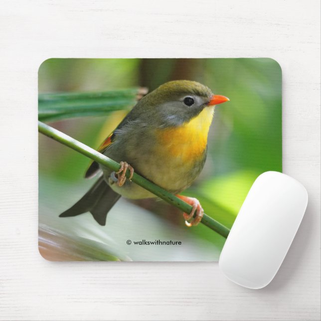 Bunte Leiothrix / Pekin-Robin Singvogel Mousepad (Mit Mouse)