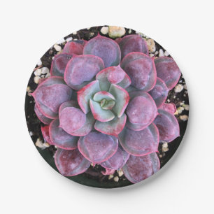 Bunte lila Echeveria Regentropfen saftig Pappteller