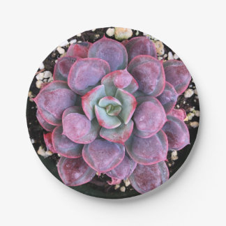 Bunte lila Echeveria Regentropfen saftig Pappteller