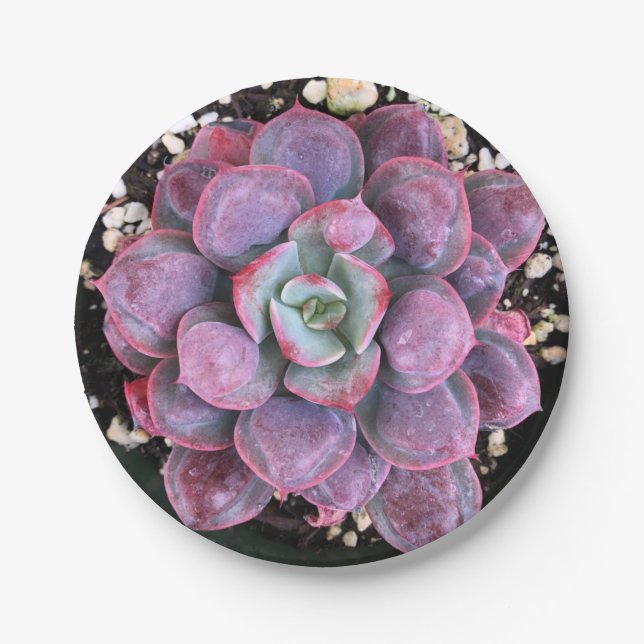 Bunte lila Echeveria Regentropfen saftig Pappteller (Vorderseite)