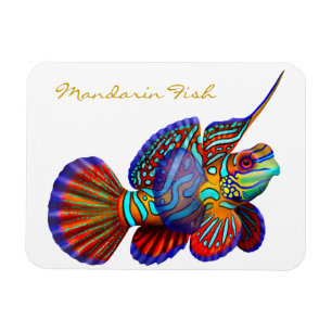 Bunte Mandarinegoby-Riff-Fische erstklassiges Magnet