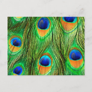 Bunte Pfauenfeder-Muster Postkarte