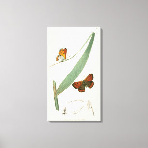 Bunte Schmetterlinge, die um ein Blatt flattern Leinwanddruck